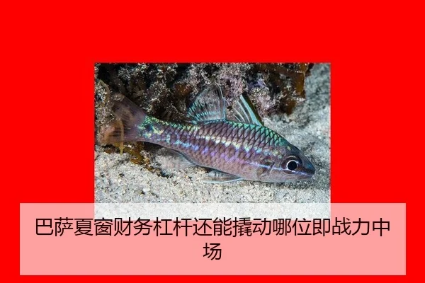 ba-sa-xia-chuang-cai-wu-gang-gan-hai-neng-qiao-dong-na-wei-ji-zhan-li-zhong-chang-3-633.jpg