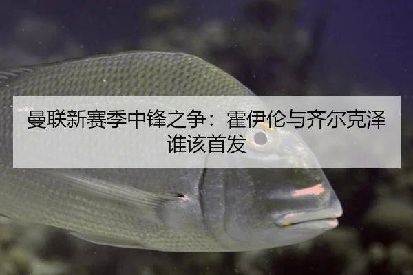 曼联新赛季中锋之争：霍伊伦与齐尔克泽谁该首发
